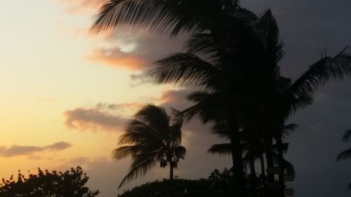 Low angle view of palm trees against sky