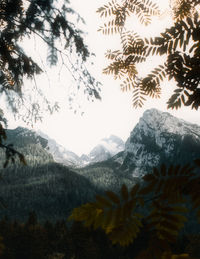 Pine trees on snowcapped mountains against sky