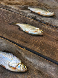 Raw fish on a wooden background