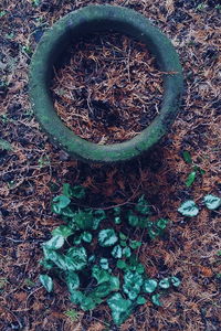 Close-up of circular object on wall