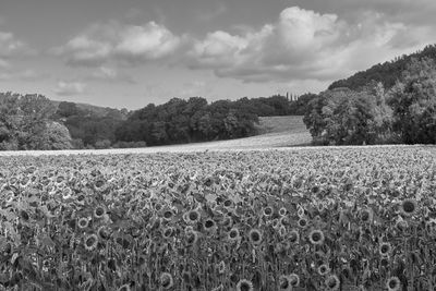 Scenic view of agricultural field against sky