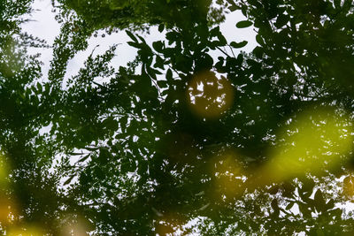 Low angle view of trees against sky