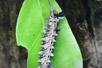 Close-up of butterfly on leaf