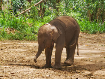 Baby elephant in a forest