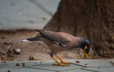 Side view of bird eating food on footpath