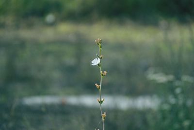 Close-up of wilted plant on field