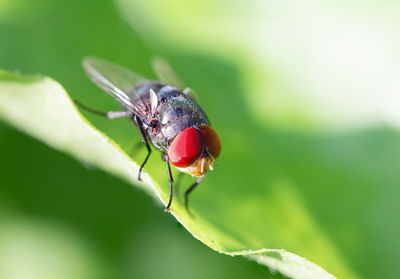 Close-up of insect on leaf