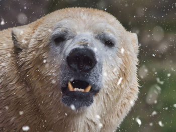 Close-up portrait of a dog in snow