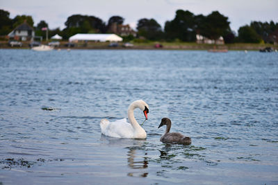 Swans swimming in lake