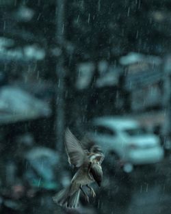 Blurred motion of a bird flying in rain