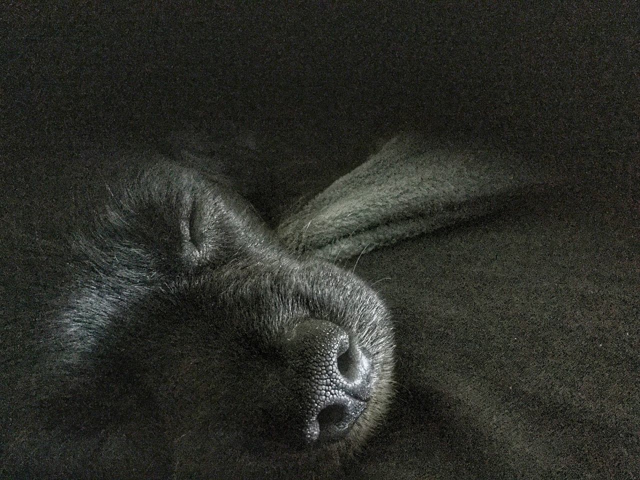 CLOSE-UP OF A DOG RESTING