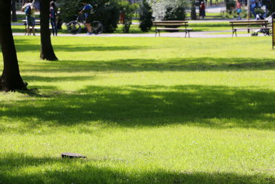 Trees on grassy field in park