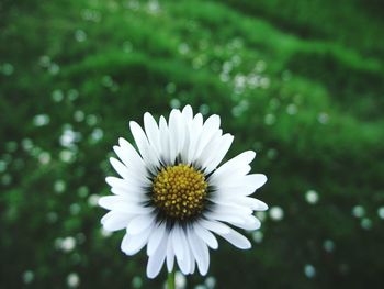 Close-up of white flower blooming outdoors
