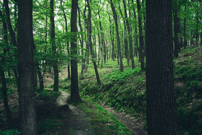 Trees growing in forest