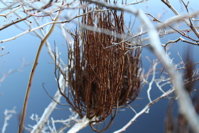 Close-up of dried plant against bare trees