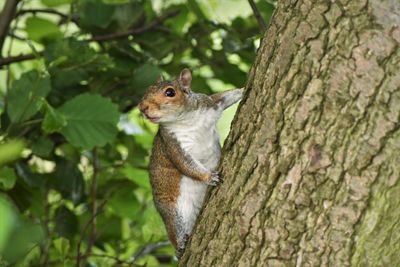 Close-up of squirrel on tree trunk