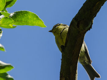 Low angle view of bird perching on tree against clear blue sky