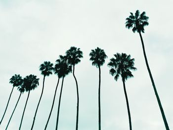 Low angle view of palm trees against sky