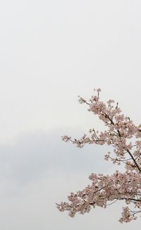 Low angle view of tree against sky