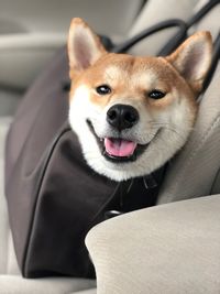 Close-up portrait of dog