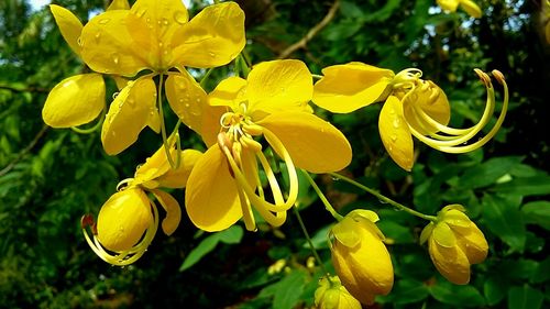 Close-up of yellow flowers