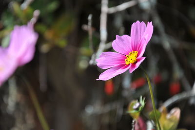 Close-up of pink flower blooming outdoors