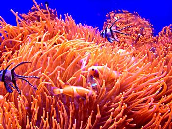 Close-up of fish underwater