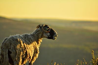 Sheep standing on field