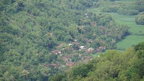 High angle view of plants and trees in forest