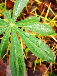 Close-up of raindrops on leaves