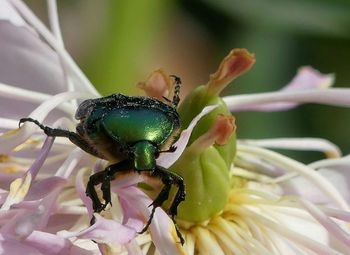 Close-up of insect on purple flower