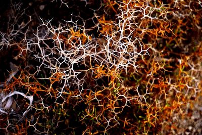 Full frame shot of dried plant