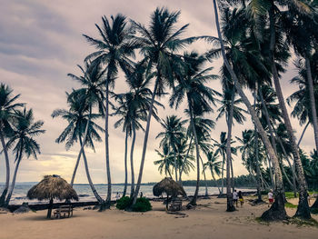 Palm trees on beach against sky