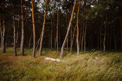 Trees growing in forest