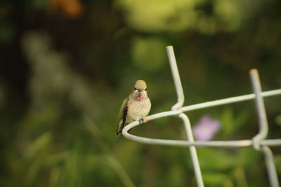 Close-up of hummingbird perching on wire