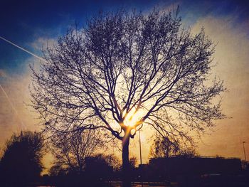 Low angle view of trees against sky