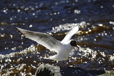 Seagull flying over sea