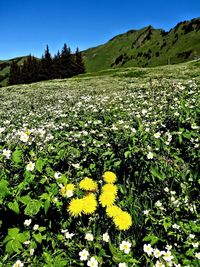 Flowers growing in field