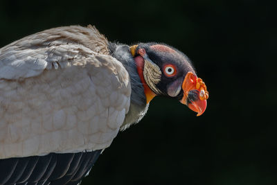 Close-up of bird