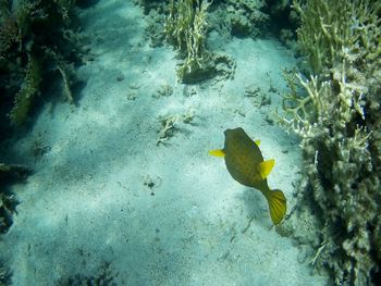 Fish swimming in sea