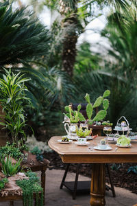 Plants and table in backyard