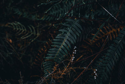 Close-up of fern leaves