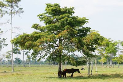 Horses in a field