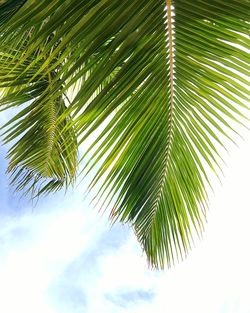 Low angle view of coconut palm tree against sky