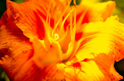 Macro shot of yellow flower