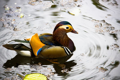 High angle view of mandarin duck swimming in lake