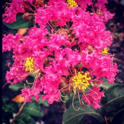 Close-up of pink flowers blooming outdoors