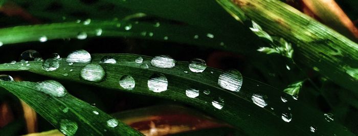 Close-up of wet plant leaves during rainy season