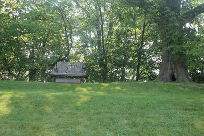 Trees growing in park