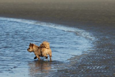 Dog in a lake